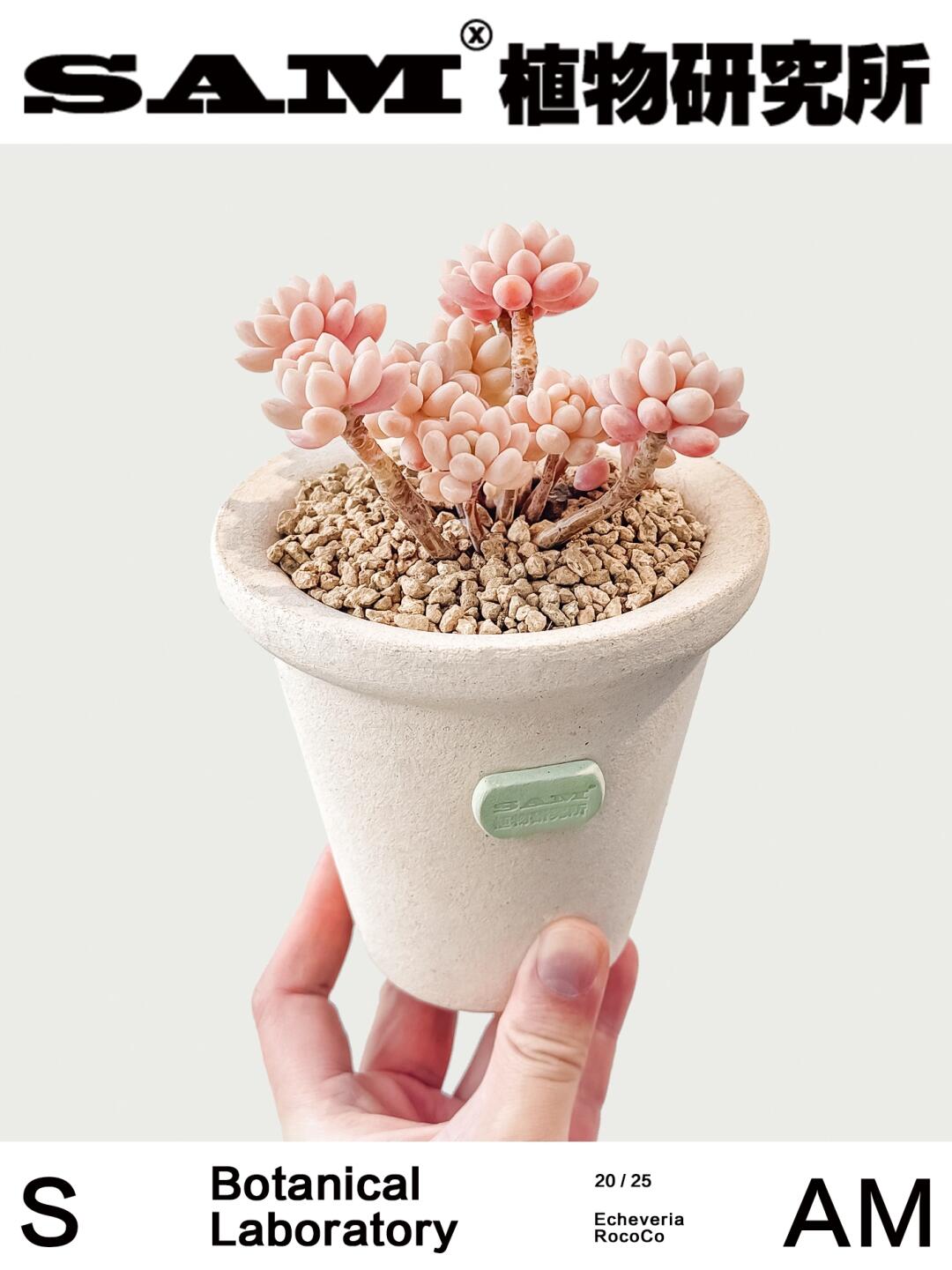 达芙妮｜Echeveria Rococo