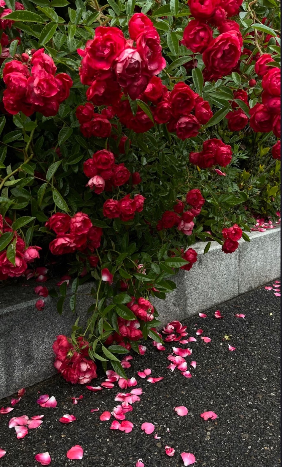🥀 