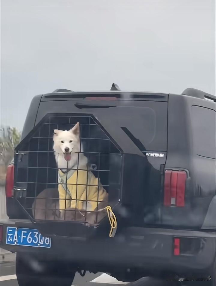 有的狗狗命太好了
