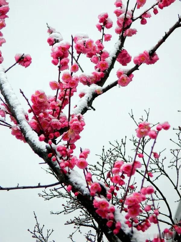 梅花雪，雪花梅，两相和得真可爱！冰雪林中著此身，不同桃李混芳尘——梅花，一枝独开