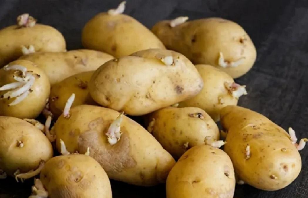 台湾省居然在论证发芽的土豆很健康！

这种科学上的事就应该交给科学，如果身处饥荒