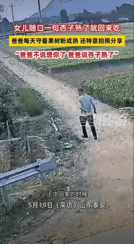瞬间破防！山东泰安，女生回家时随口和父亲聊起家常，轻轻说了一句：等杏熟了我就回来