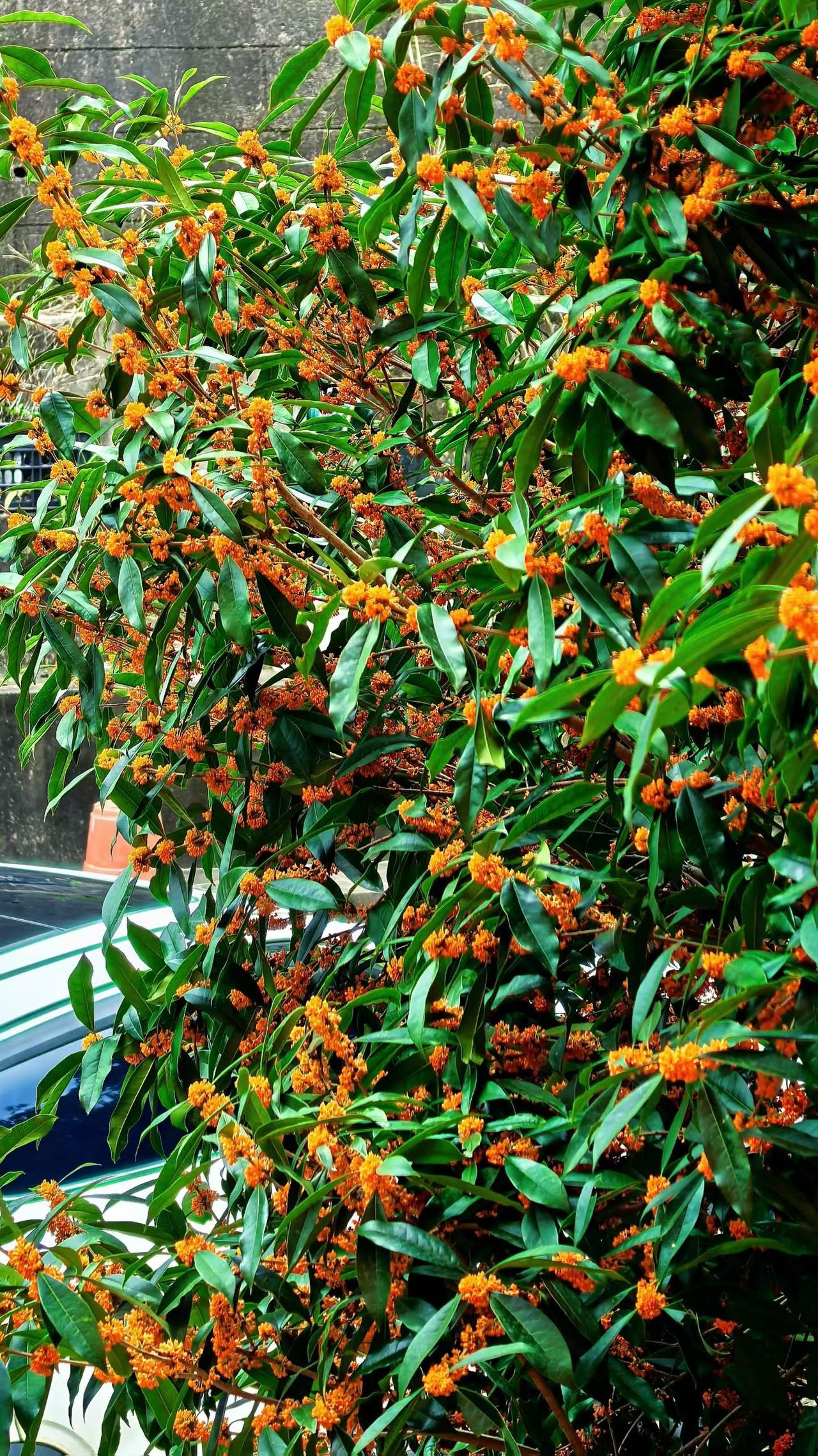 秋日生活打卡季广元此时正迎来满城桂花开，一路走一路香，太好闻了。有远见！四川广元