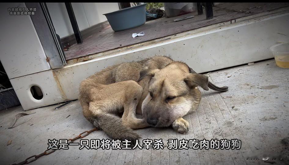 泪目了！这天一位大哥去散步，当他走到一个工地的时候。看到无比凄惨的一幕，一只瘦骨