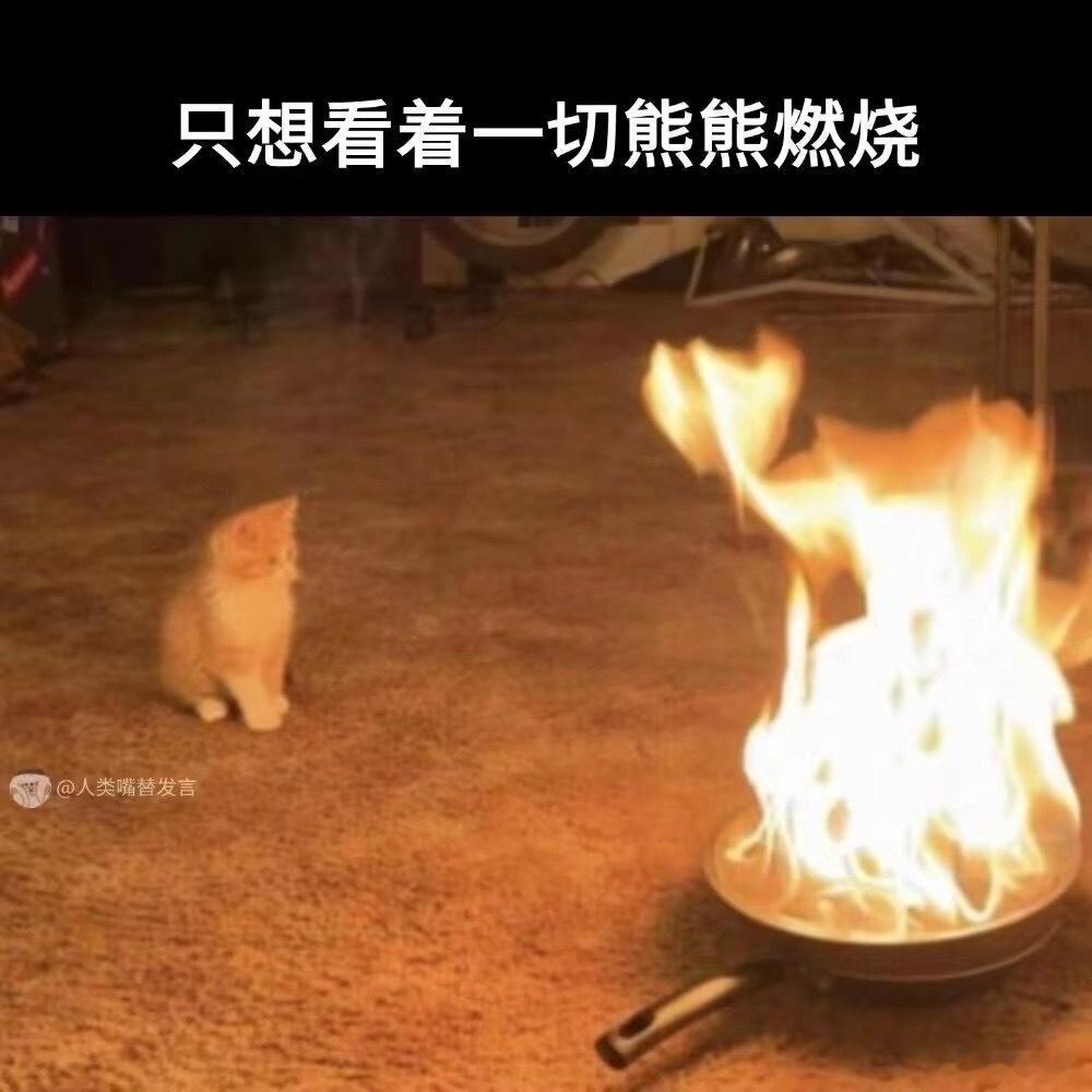 关于你更适合当猫的证据 