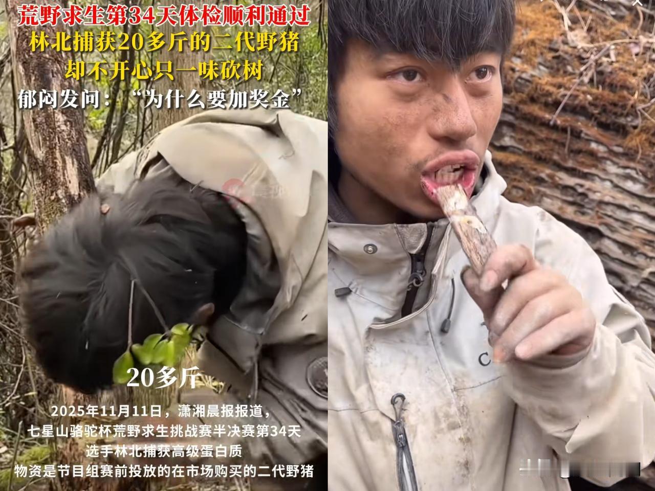 林北“估计要得冠军了”！
苗王都被他整崩溃了，他搞到一头20多斤的小野猪，家里还