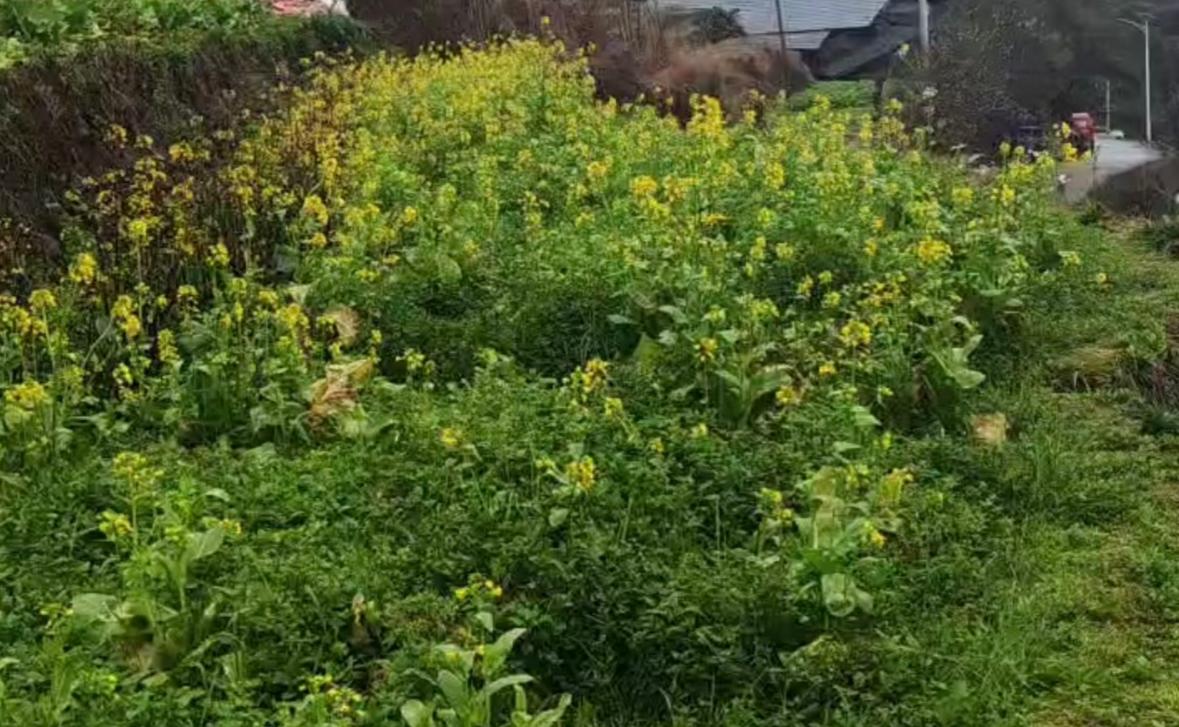 婶婶离世了，堂哥办事的样子，彻底颠覆了我对传统葬礼的认知！
婶婶今年95岁，终究