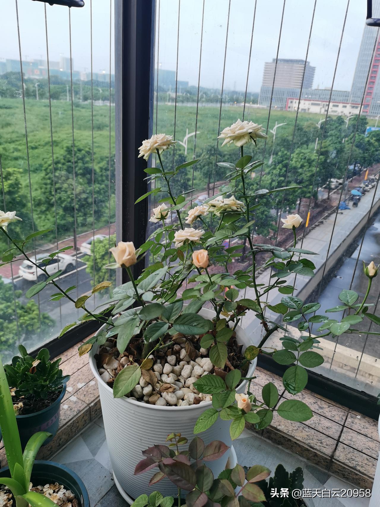 堂弟忽然重病，在lCU里面住了半个月了，还是不省人事。他平时身体很好，天天跑步，