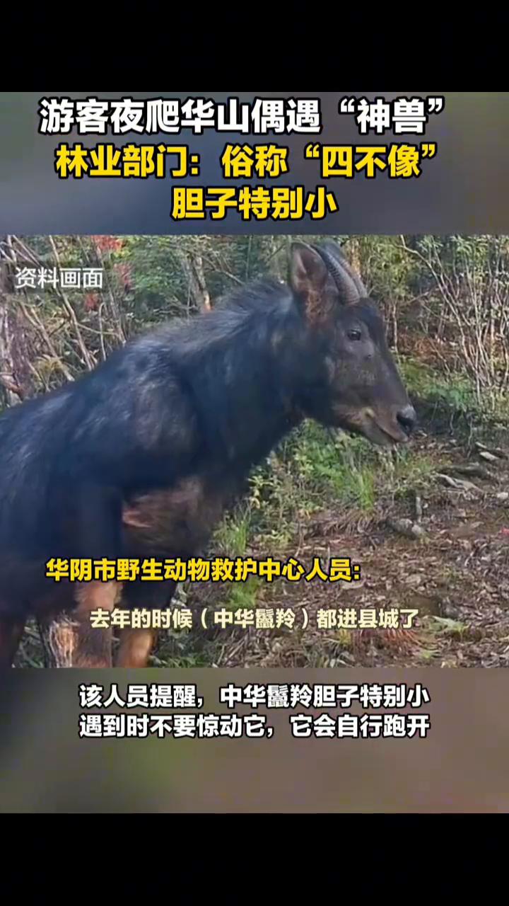 游客夜爬华山偶遇