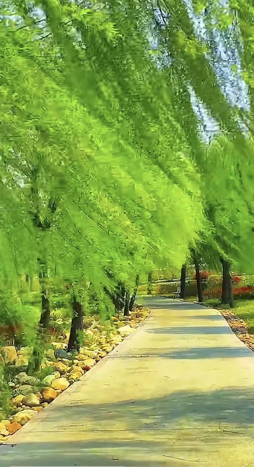 志同道合的人才能看得到同一片风景风景 风吹杨柳 分享树的美景 共享美景图片 绿洲