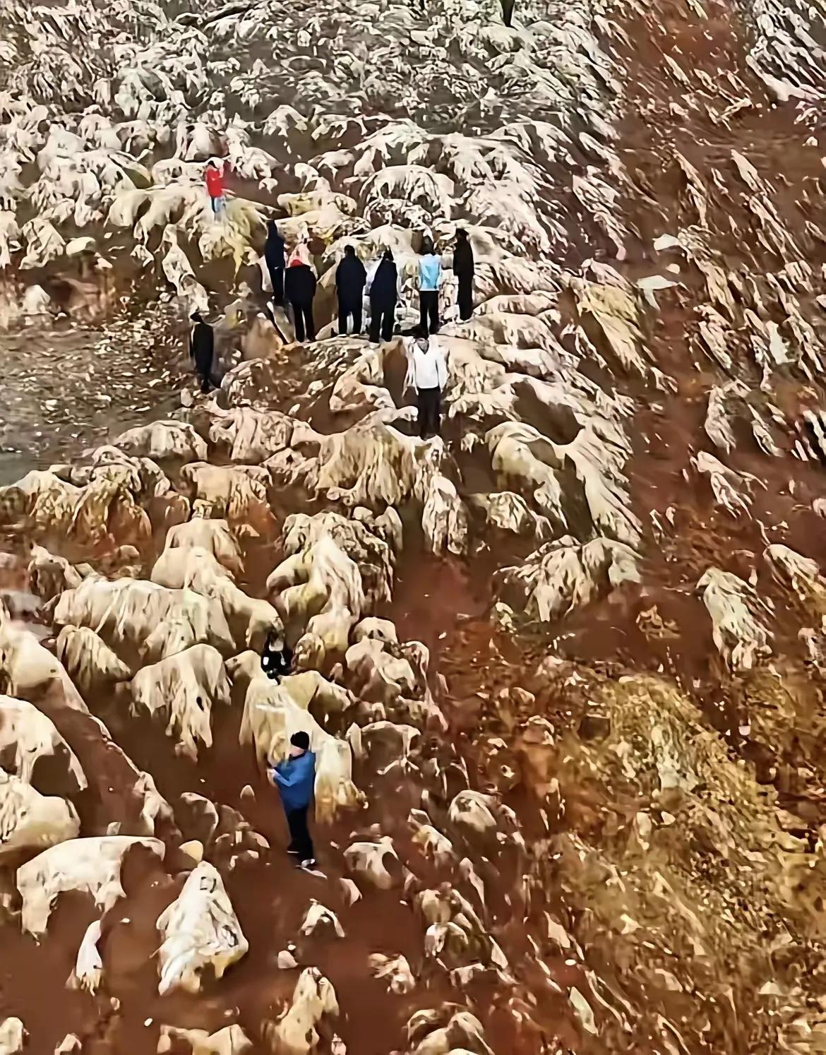 挖到“宝”了！山东宁阳，济枣高铁施工现场，挖出一片怪石，连绵上百米，经专家判定，