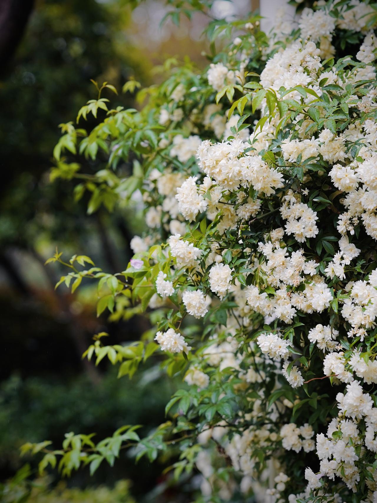 江南木香花～

原来，木香花，
不仅仅有黄色，
白色更显清新淡雅。

特意去查了