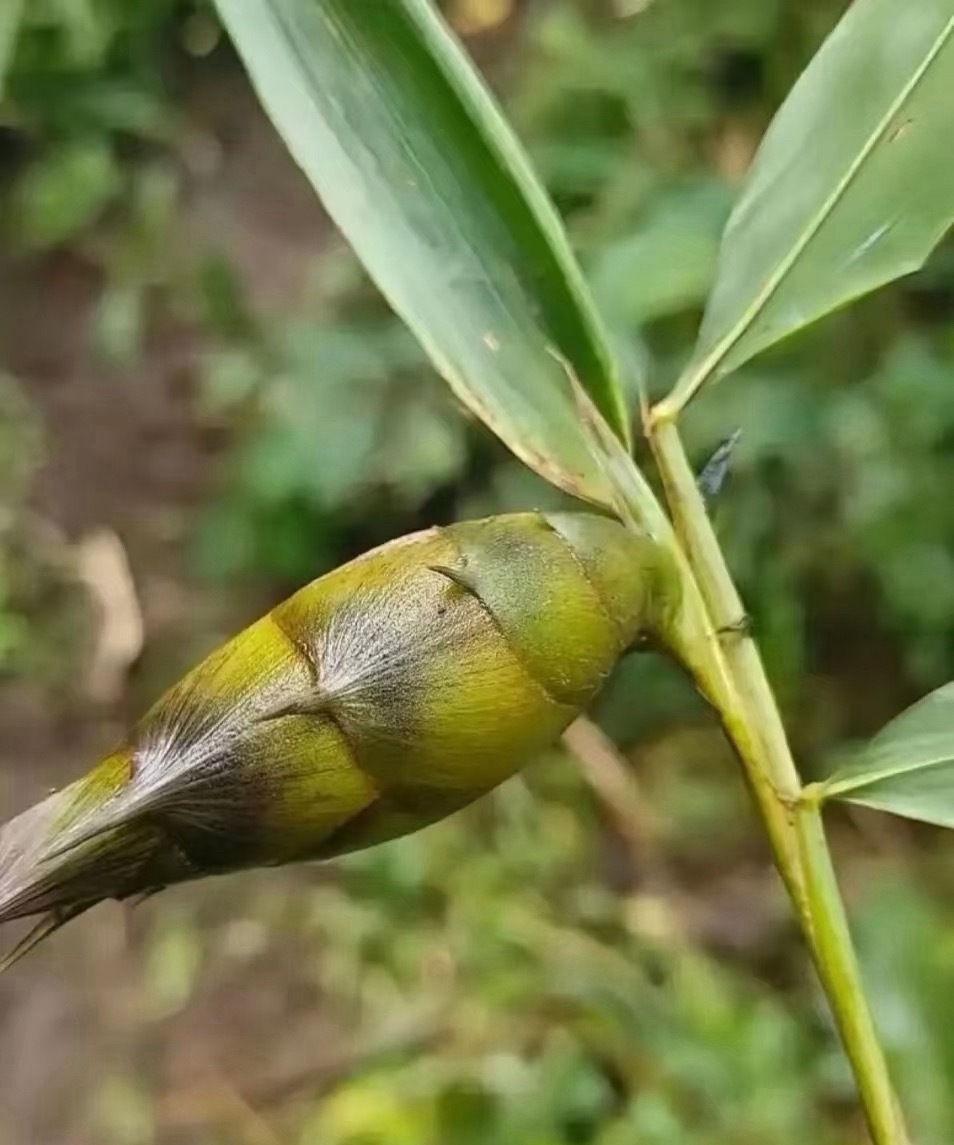 这两天乏味的很，美股休市就很无聊，大盘指数也在等美股指引昵。明天就好了，晚上bi