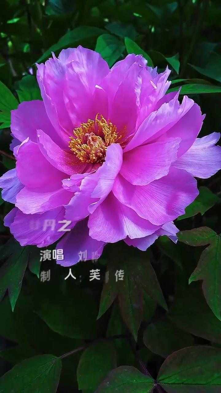 牡丹之歌。
演唱：刘和刚。
制片人：芙蓉传媒。
百花丛中最鲜艳，众香国里最壮观。
