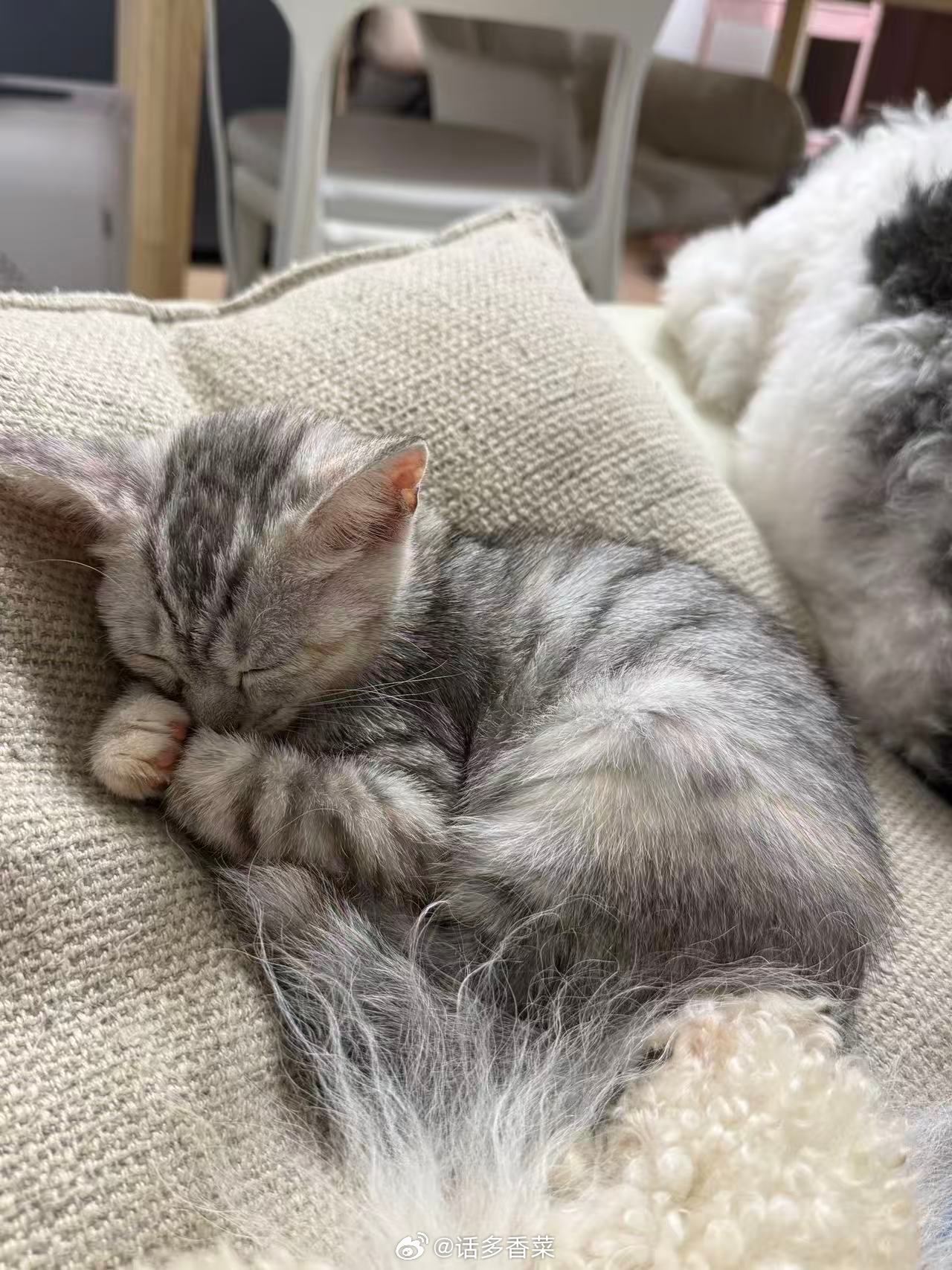 长沙免费领养猫咪🐱小猫很乖，很亲人，胆子大，是个妹妹，脾气好，适合多猫多狗家庭