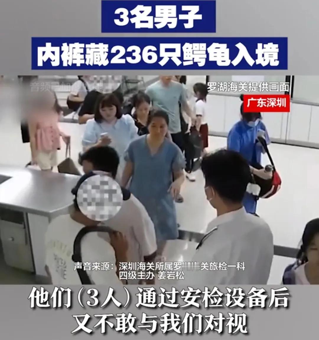 【为了钱不要命了？三名男子内裤里藏着236只鳄鱼】
罗湖海关截获236只鳄鱼，是