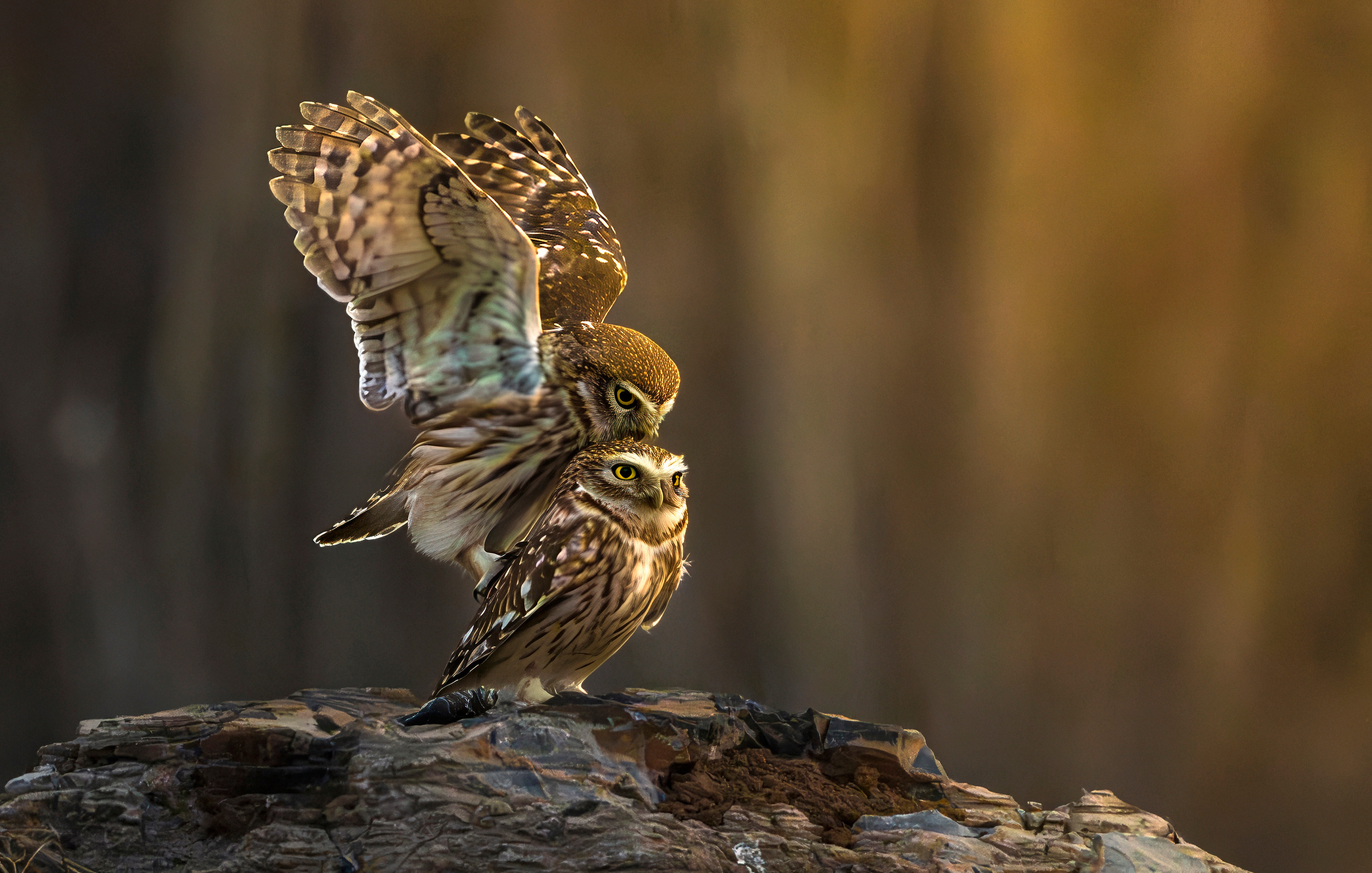 为了捕捉这一个瞬间，今天往返奔袭 500 公里。不负春光不负卿，立春一到，小猫头