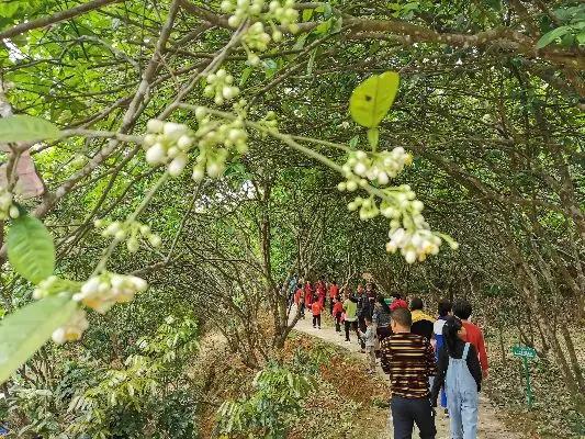 闲步橘红园中，枝头繁花渐褪，青果初成，馥郁果香随风漫溢，往来路人无不沁心若醉。常