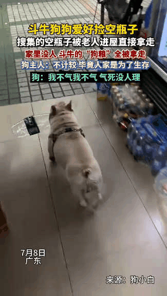 “这狗简直成精了！”广州，一只斗牛犬癖好特殊，只喜欢捡空瓶子回家，每月能卖800