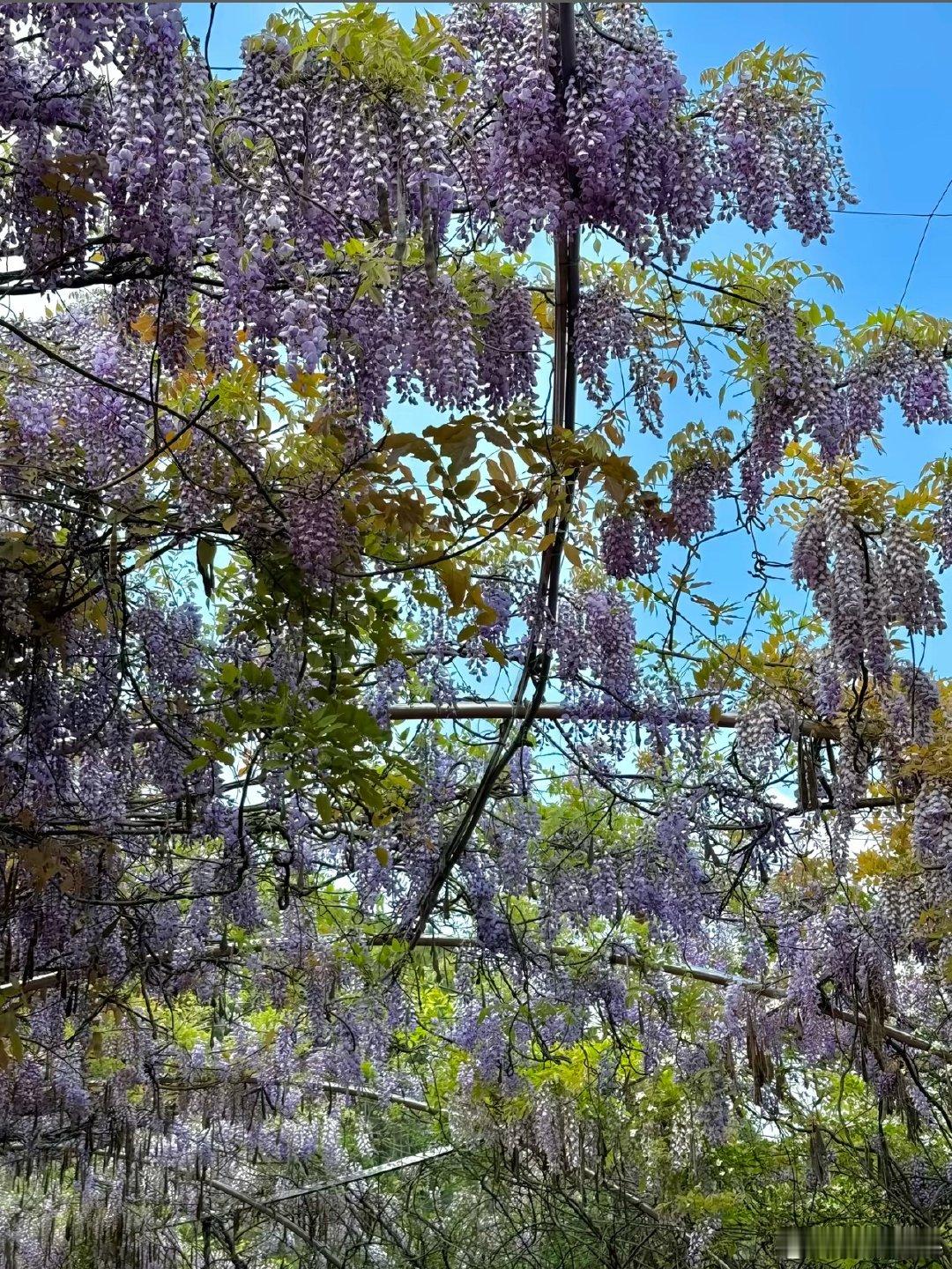 来春日许愿池悄悄许愿✨。愿崴伤的脚快快痊愈，消肿止痛，早日恢复自如行走。脚疼😣