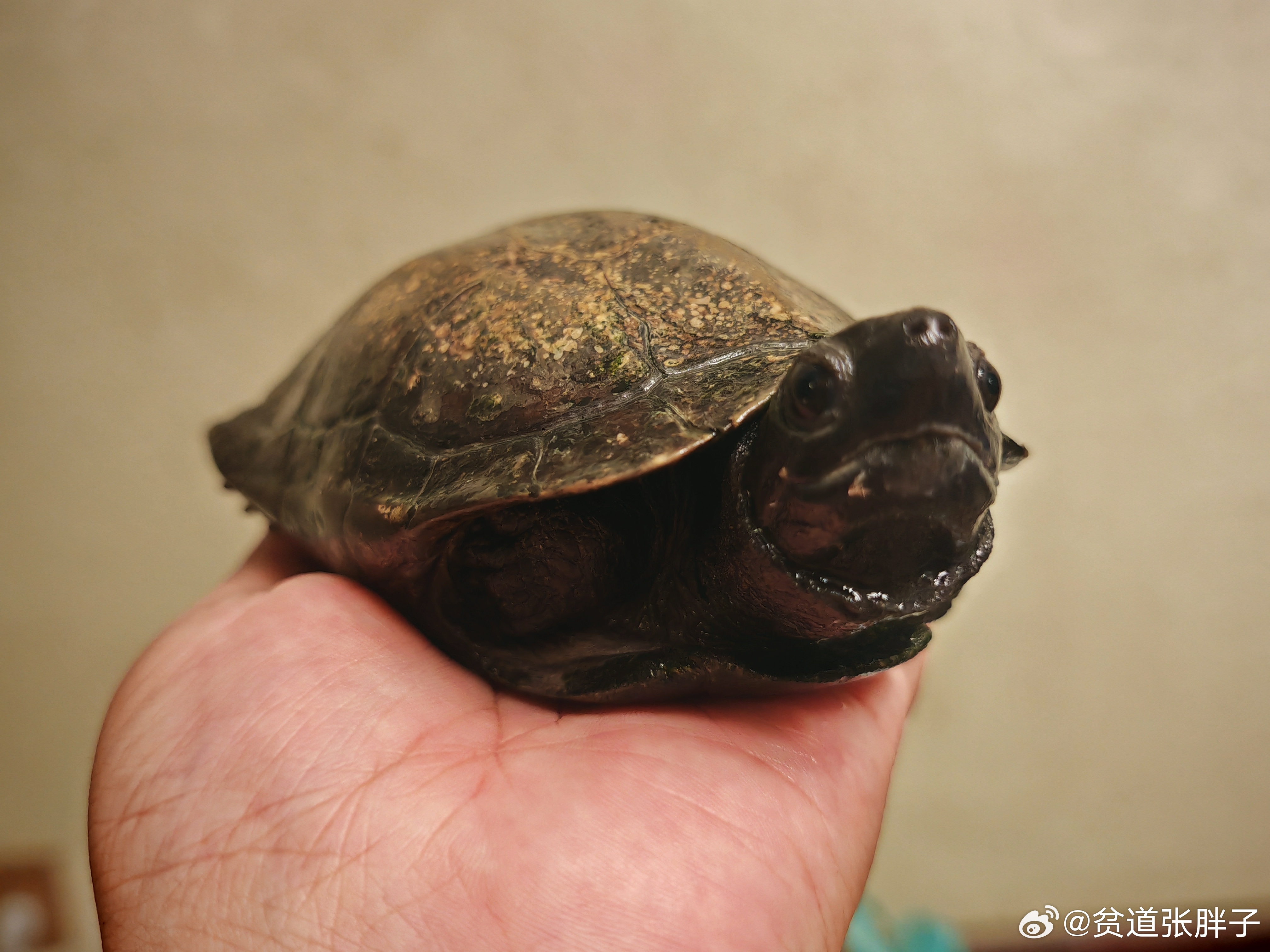 墨龟，也十来年了