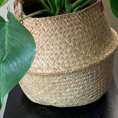 龟背竹种植方法：1. 光照需求：喜明亮的散射光环境，耐半阴。忌强光直射，否则叶片