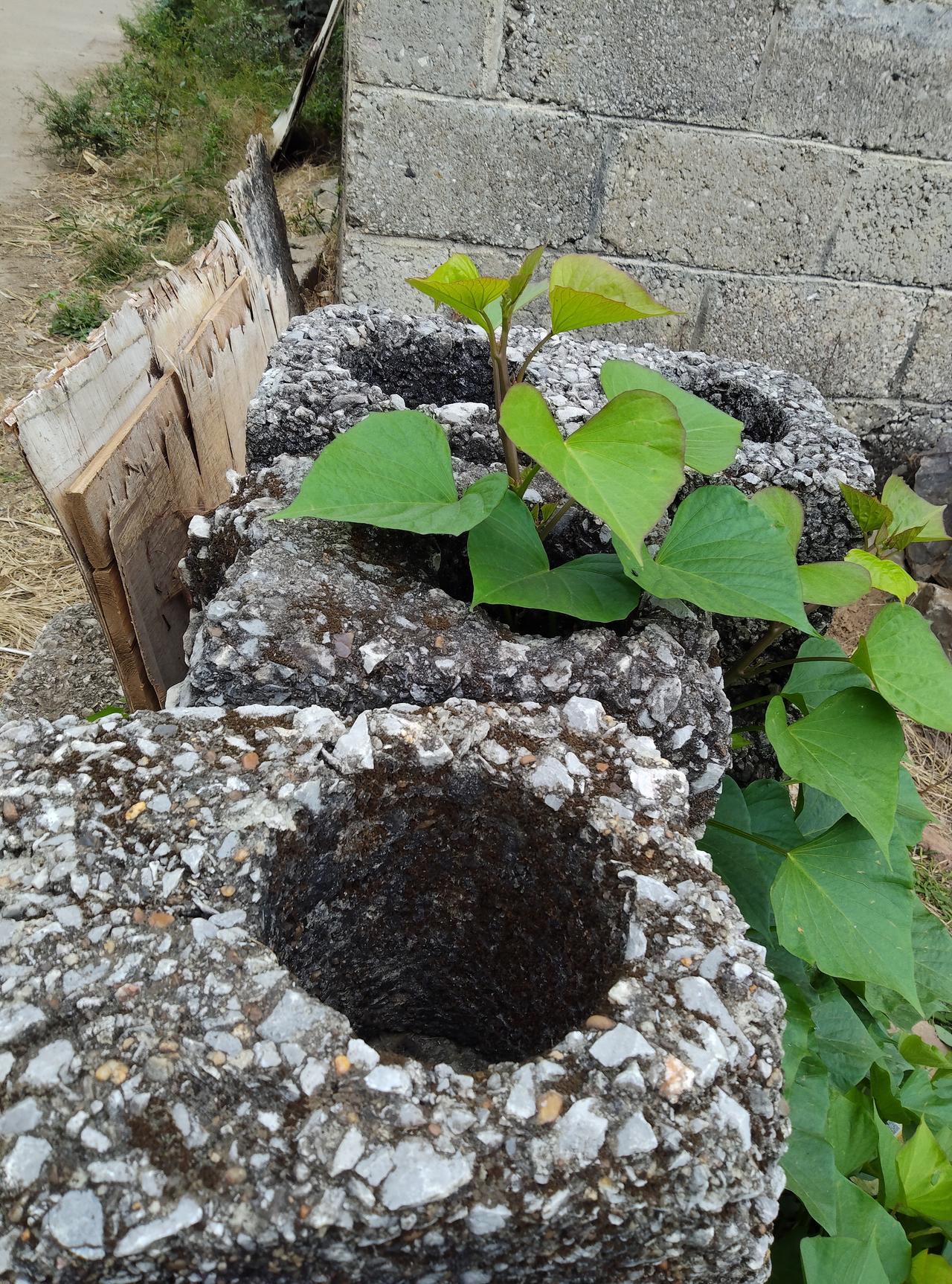 石头缝里的生命力，真的服了！
 
今天去菜园摘菜，在墙角发现个特有意思的事，一堆