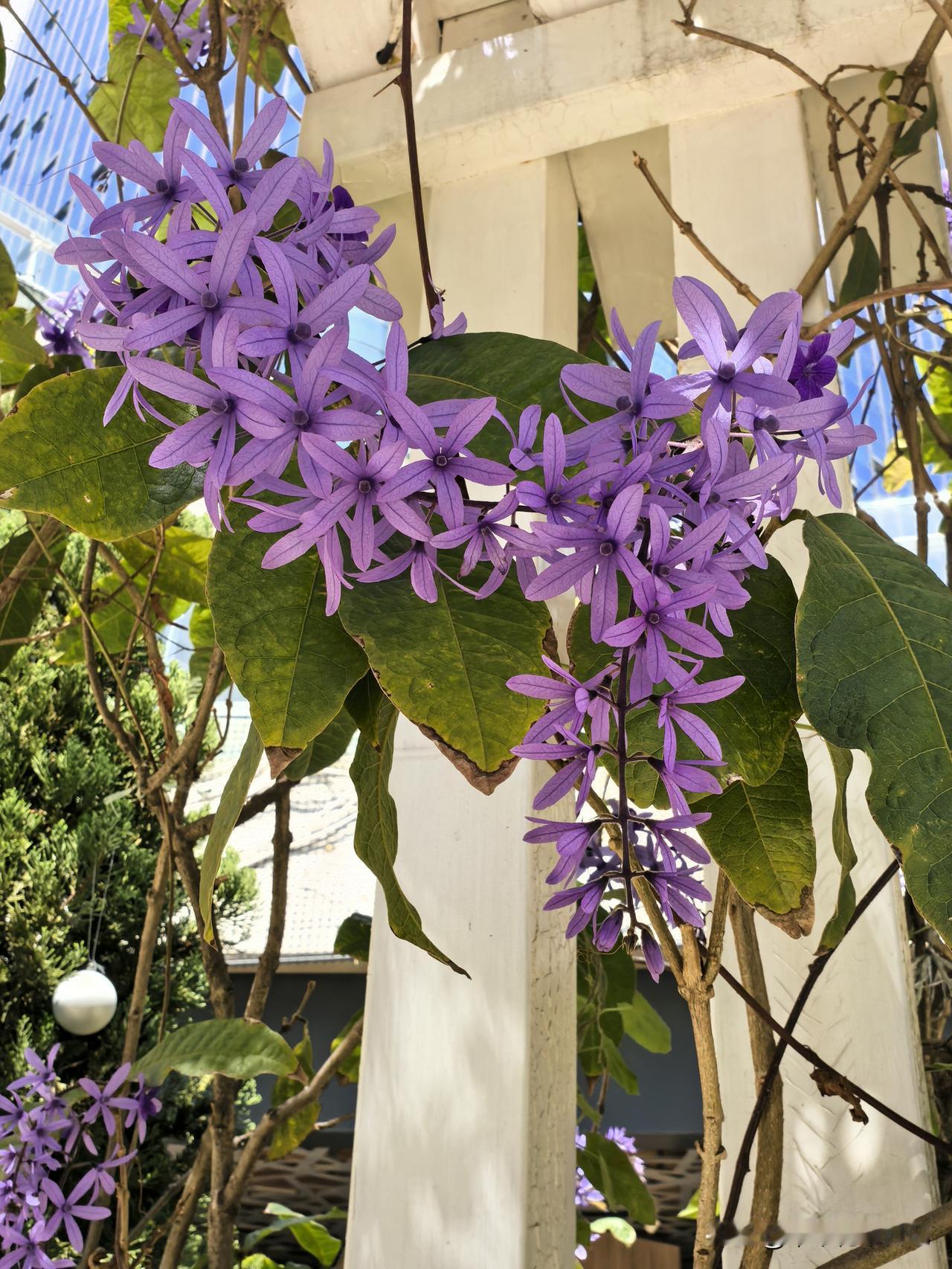蓝花藤
绿叶丛间绽丽妍
紫花烂漫韵娇绵
心怡目悦呈佳景
串串随风舞翩跹

分享手