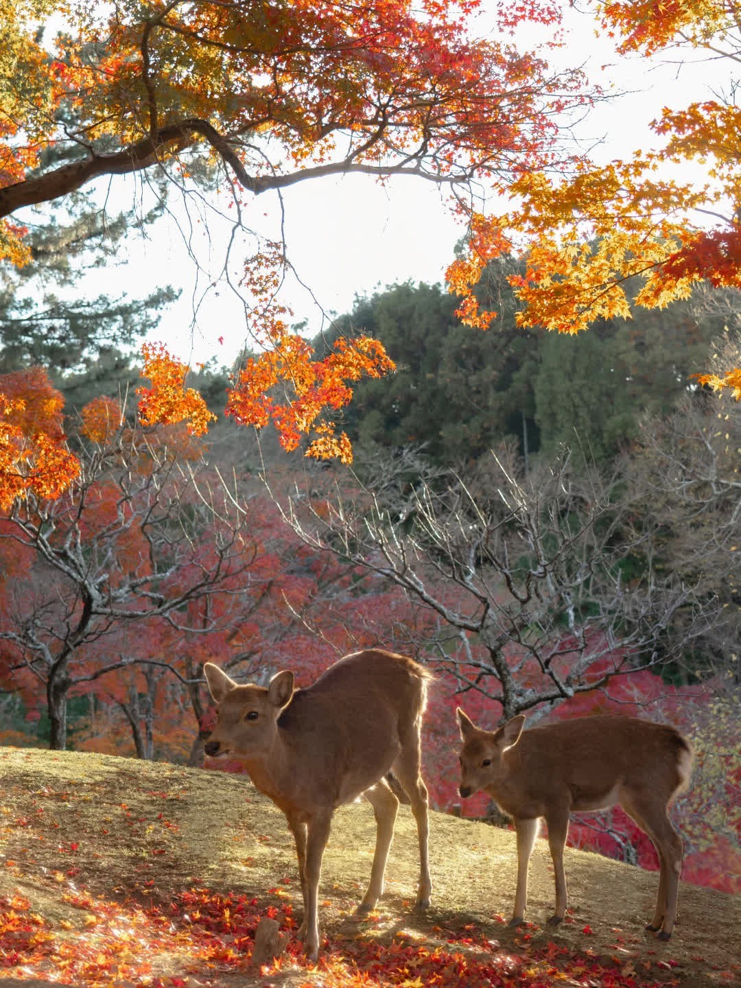 枫叶林间的小鹿  🍁🦌 秋风轻拂 枫叶如火焰般热烈 在奈良公园与小鹿们 度过