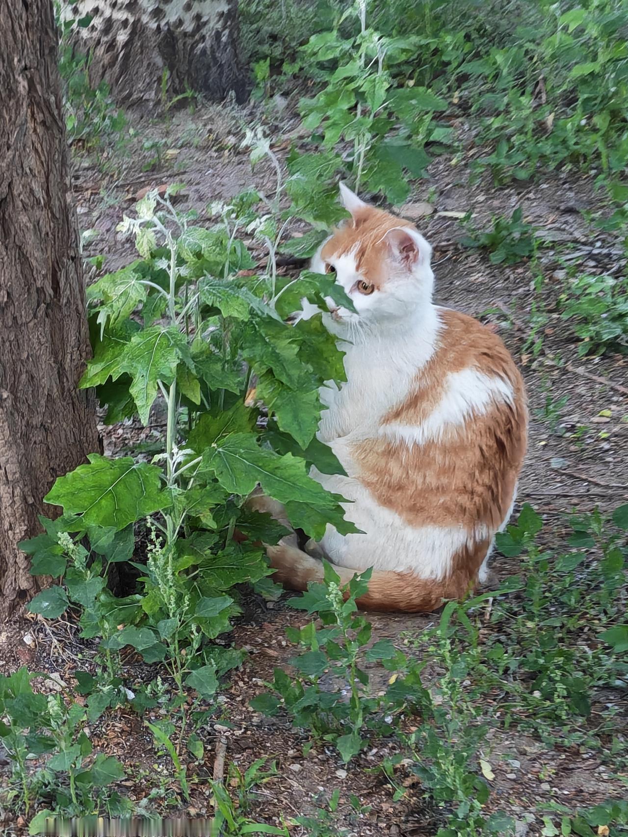 真心话茶局藏猫猫。