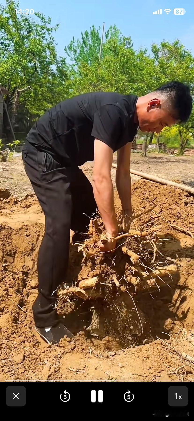 厉怀远昨天又发视频了！他一个人还在放安徽砀山老家种地！没有和媳妇林丽在一起！感觉