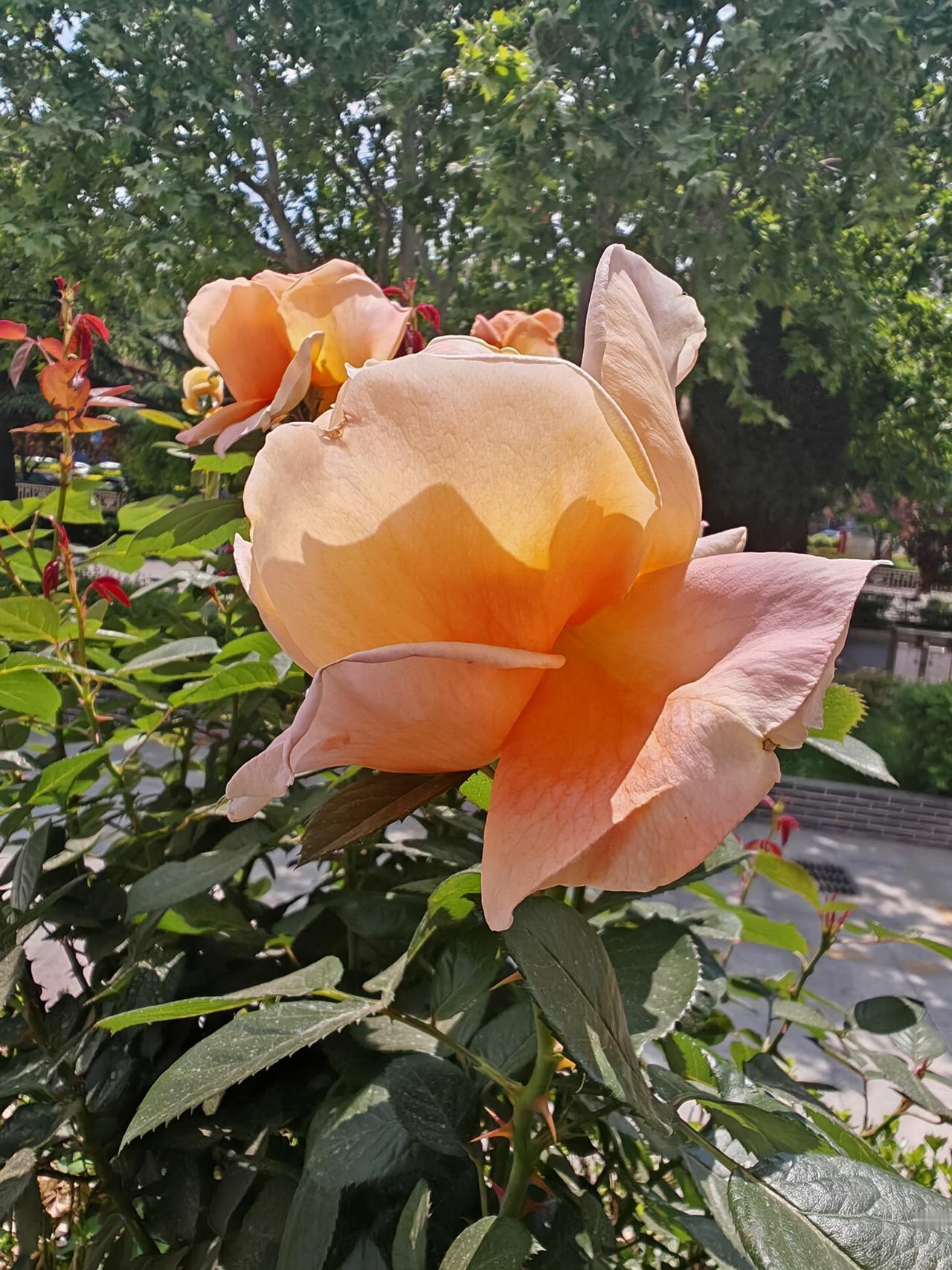 分享一张随手拍的花。阳光下，浅橙色的月季在枝头舒展。花瓣被阳光镀上暖金色，由浅粉