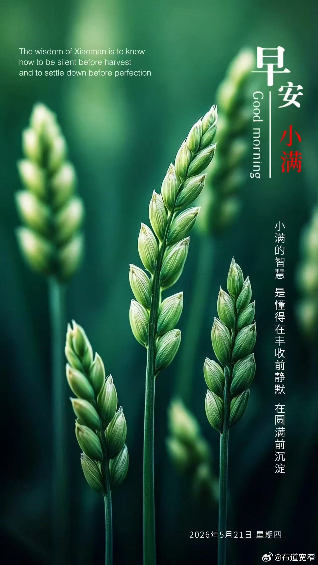 宽窄思语今日小满 麦穗初盈，未满方显生机；人生小满，无缺即是圆满。世间大智，往往
