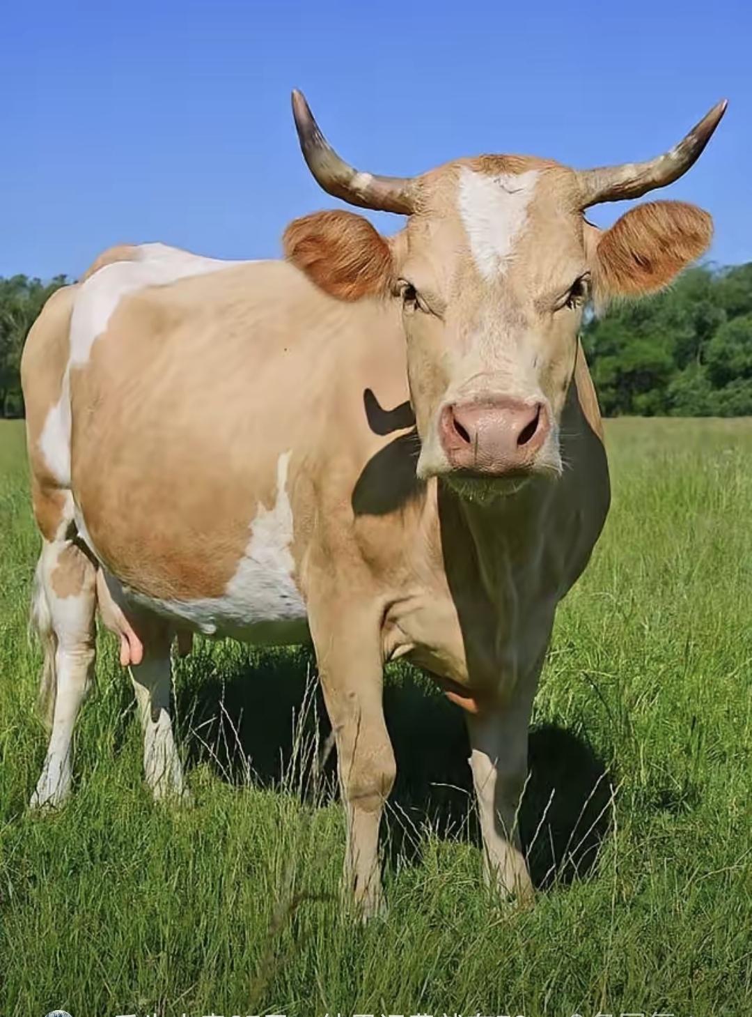 这事儿听着玄乎，但真不是图新鲜。你说阿根廷的牛，放草原上吃草，好好的咋非得漂洋过