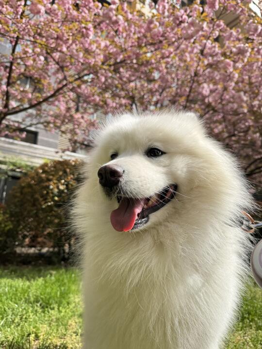 咔嚓🌸小狗和春天的合影