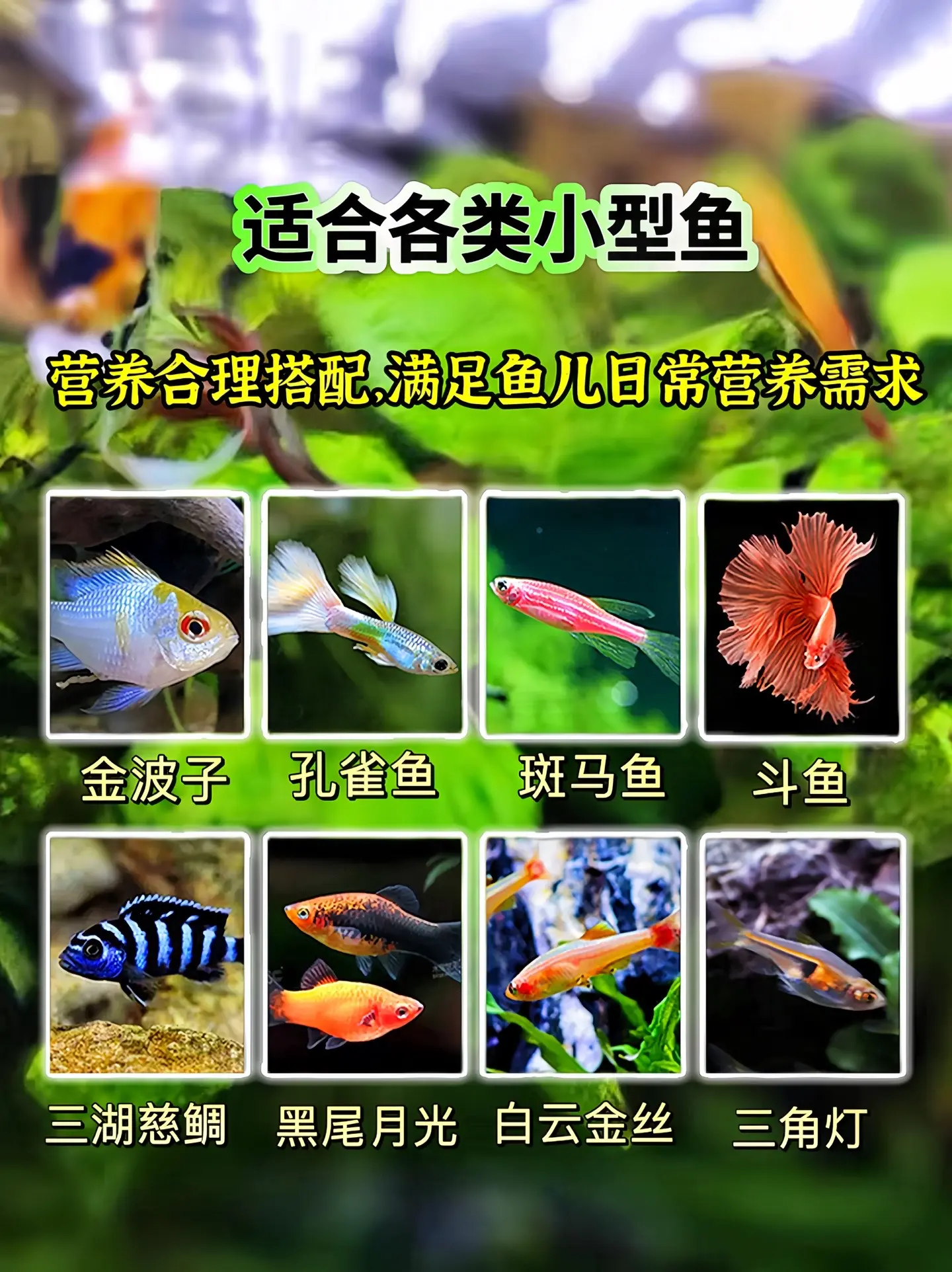 营养适配：针对小型鱼幼鱼阶段的营养需求专门配制，富含蛋白质、脂肪、维生...