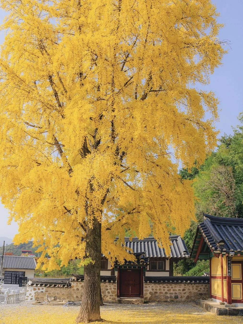 🇰🇷江原道东海｜空无一人的赏秋宝藏地🍂