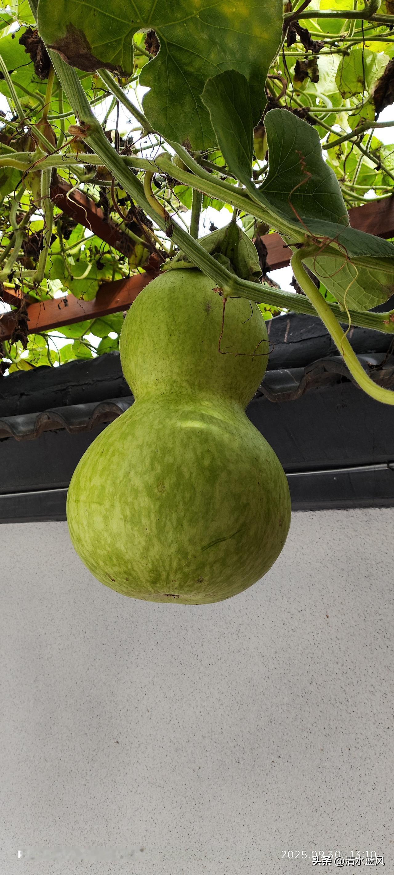 夫妻本是同林鸟，大难临头各自飞。
听说2008年的一场地震，就能验证出这句话的真