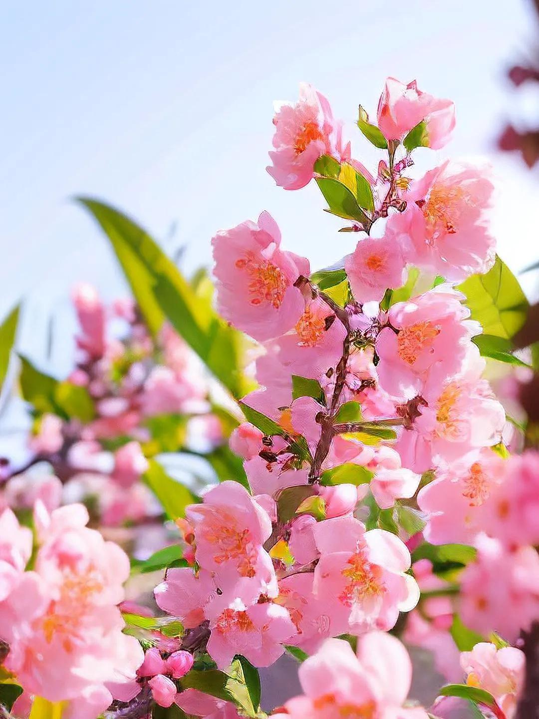 无须烧香无须拜
辛勤耕耘科学栽
待等来年春送暖
花艳花香蝶自來