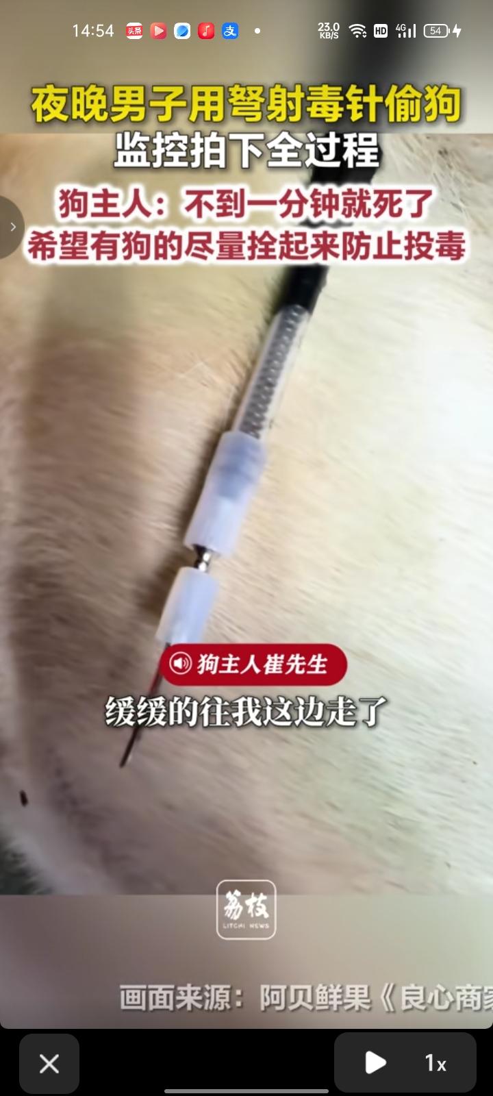 5月21日，嘉兴市海盐县。当晚十点，有位陌生男子来到水果店用弩射毒针偷狗，此时水