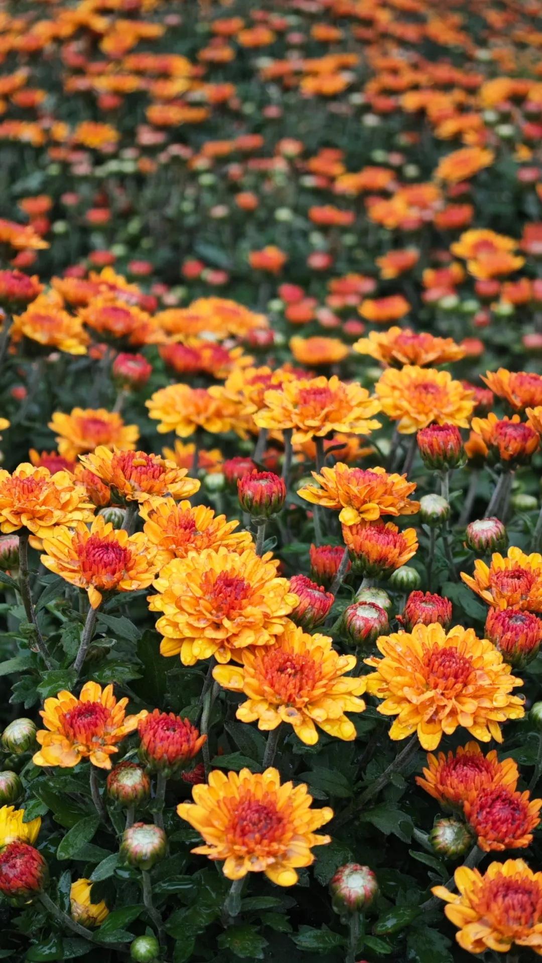【植物园菊花展信息】兴庆宫的菊花展今年没了，不少老西安心里空落落的。别急，西安植