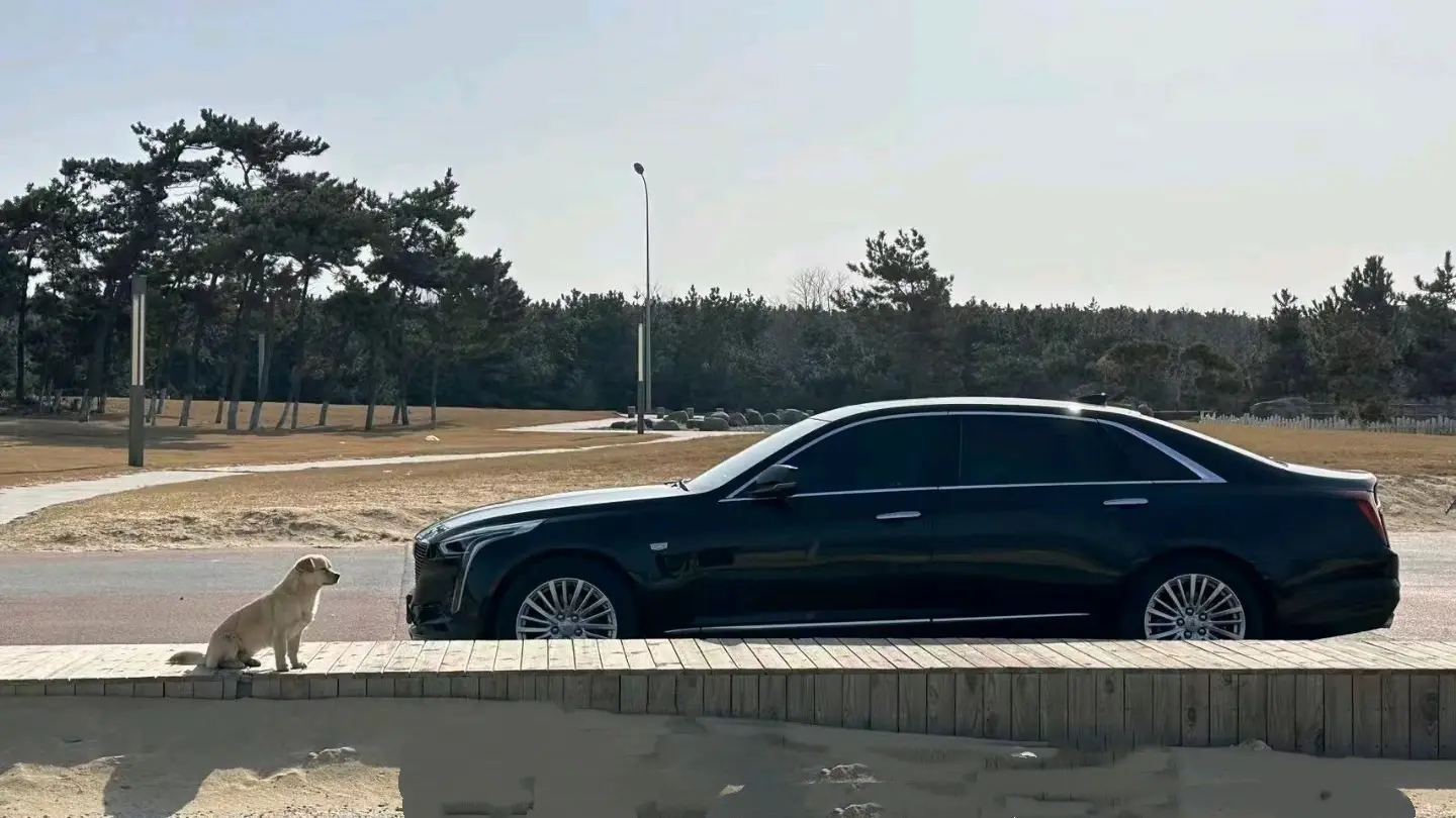 我的梦中情车