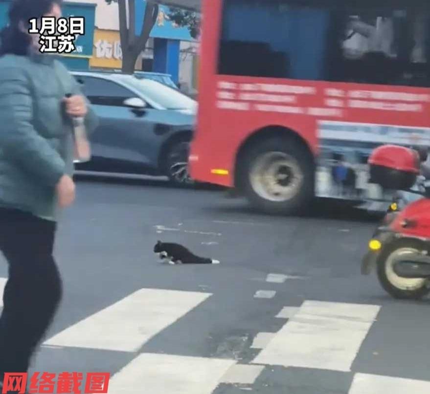 江苏常州有只受伤的小猫，还拖着双腿在人车川流的马路上艰难的爬行，明显这只猫咪受伤