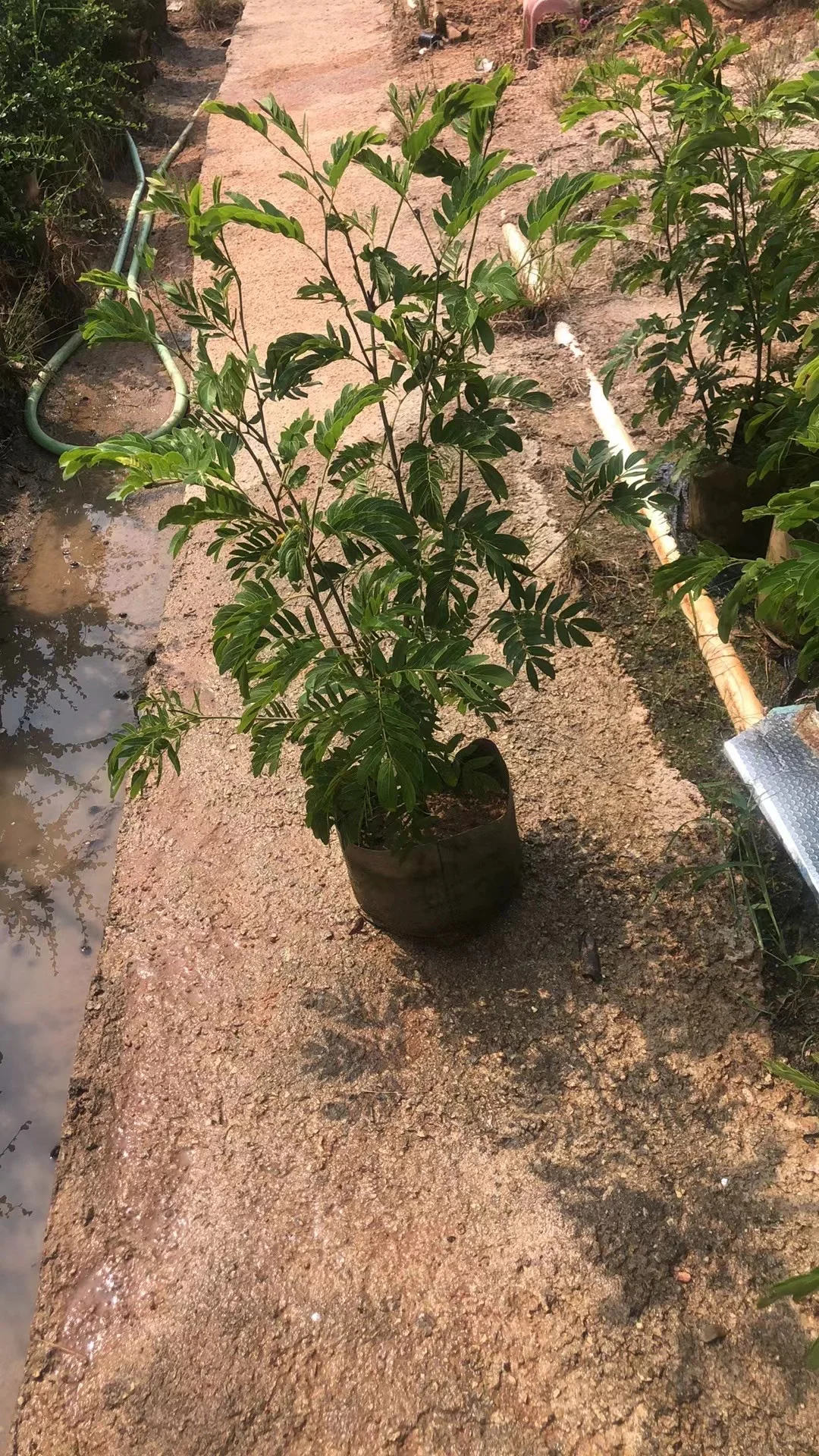 红绒球