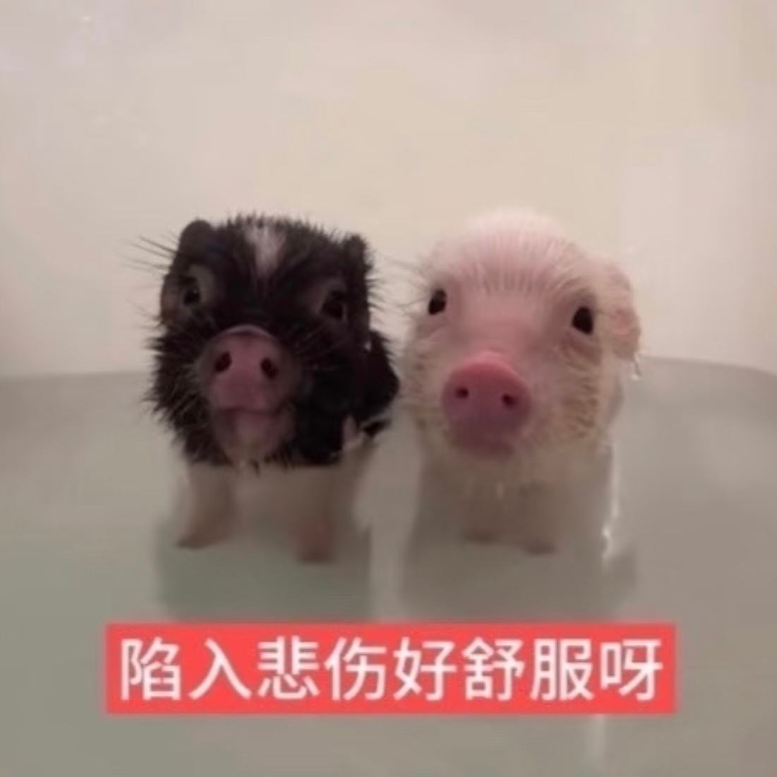 分享图片 