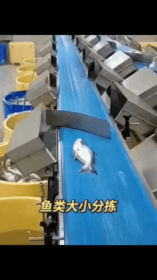 鱼类大小分拣器，还是头次看到……