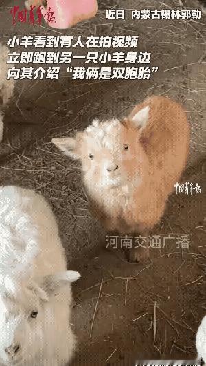 实在太可爱了！内蒙古一名女子去羊卷里看羊，拿起手机拍摄一只小羊时，小羊看了看她随