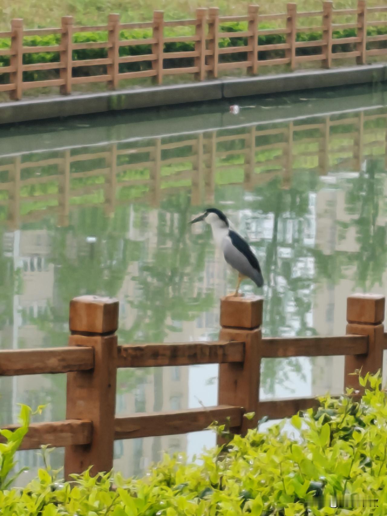 晒图笔记大赛一只鸟二只鸟三只鸟