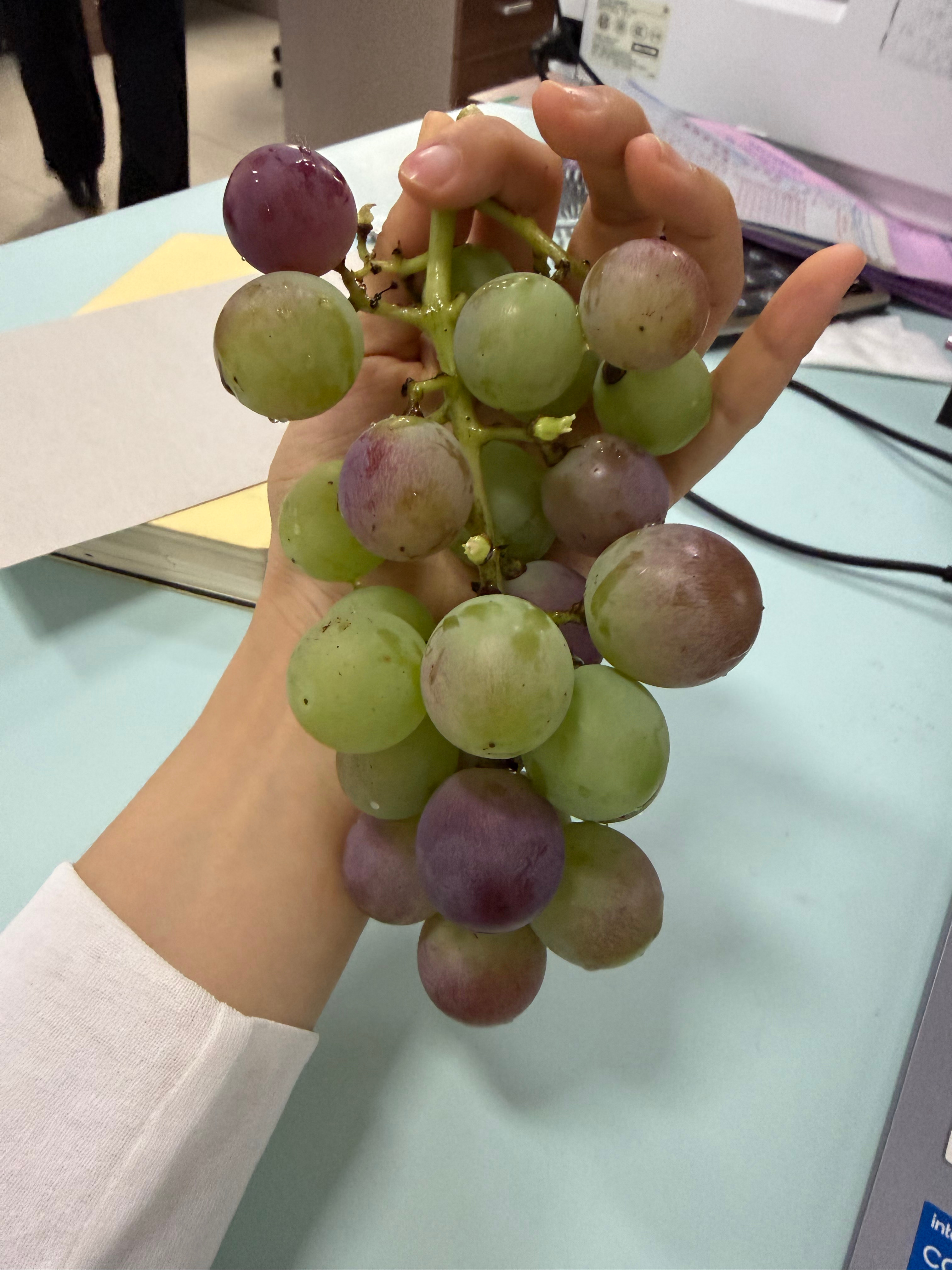这个葡萄的味道就跟小时候姥姥家的那个一样 