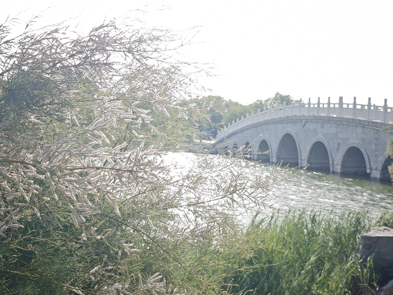 东营地域特色植物——柽柳